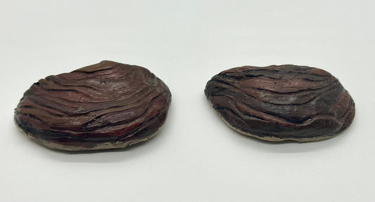 Reishi Mushrooms Magnets
